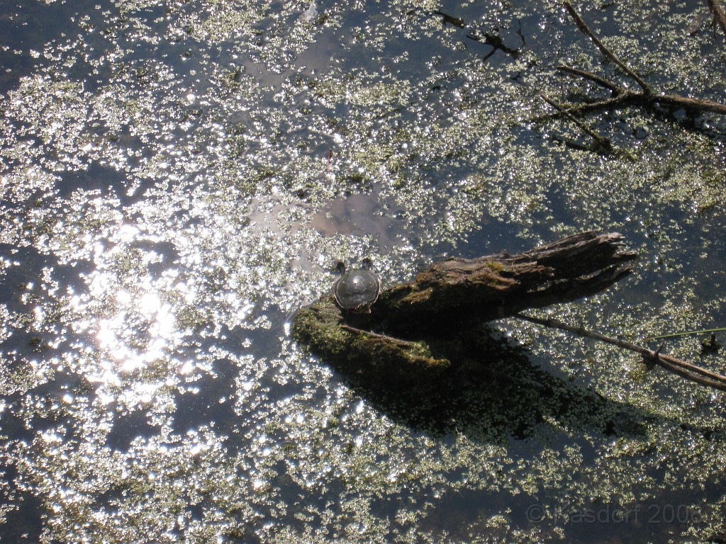 Michigans West Coast 2009 1480.jpg - Labor Day 2009. A trip along Michigans west coast to see beachs, art and buffets.